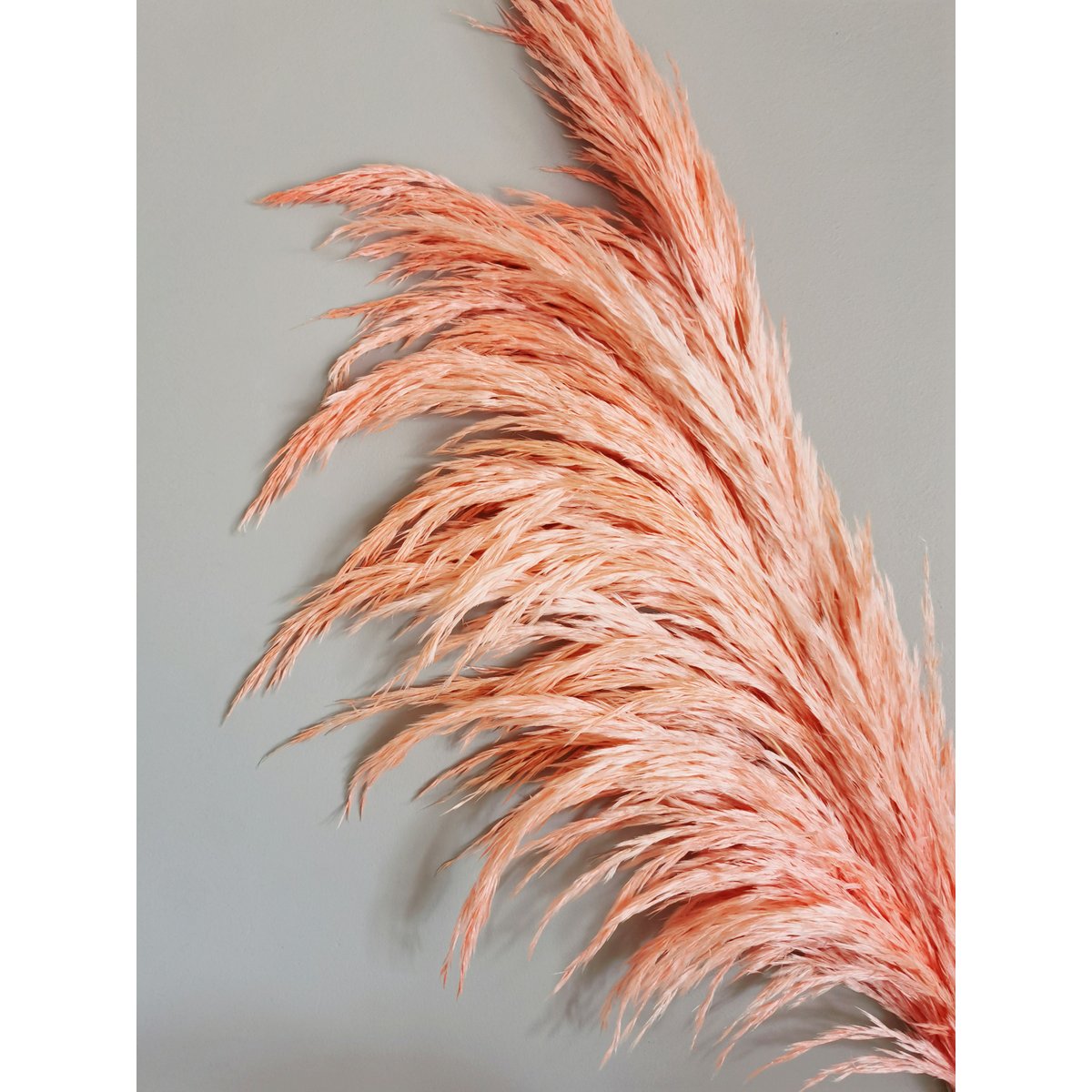 Preserved Pampas Grass, Coral, 80cm, 1 stem