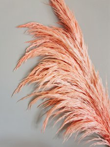 Preserved Pampas Grass, Coral, 80cm, 1 stem