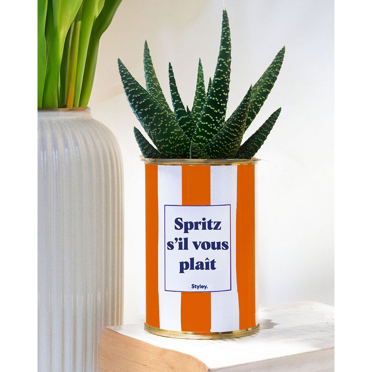 Spritz por favor - maceta rayada - Planta suculenta