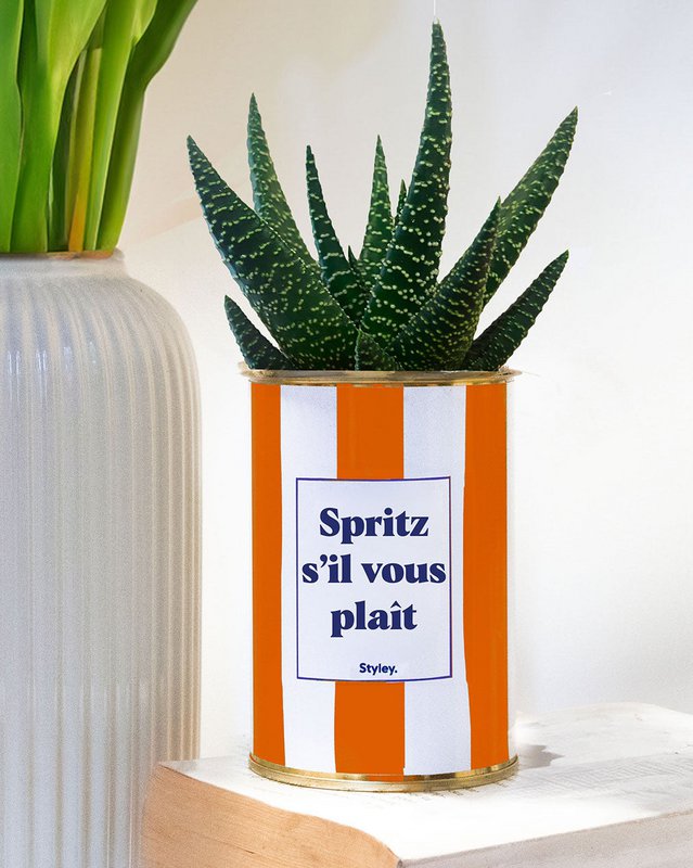 Spritz por favor - maceta rayada - Planta suculenta