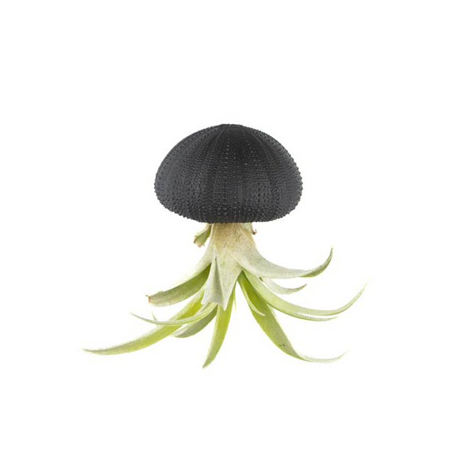 Air Plant Anhänger-Sea Reg mit Tillandsia Capitata-Black