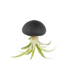Planta de aire Regio de mar con Tillandsia Capitata-Black