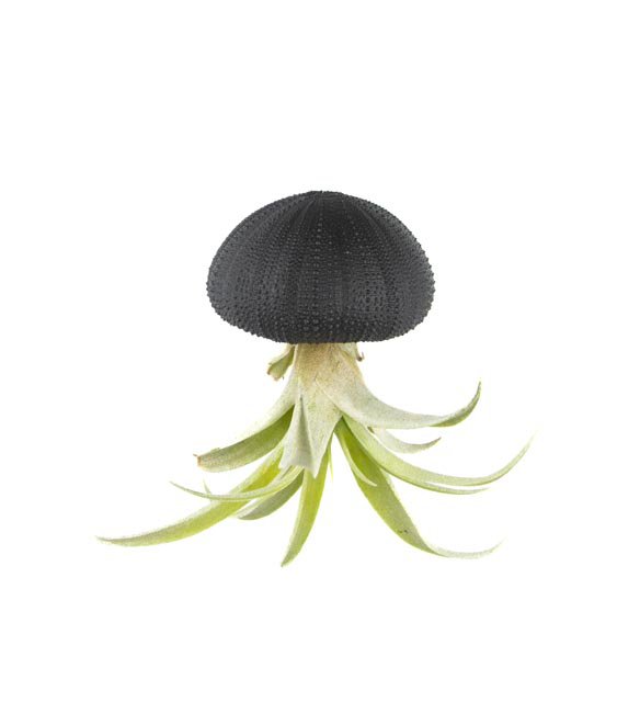 Rośliny powietrzne wisior-sea reg z Tillandsia Capitata-Black