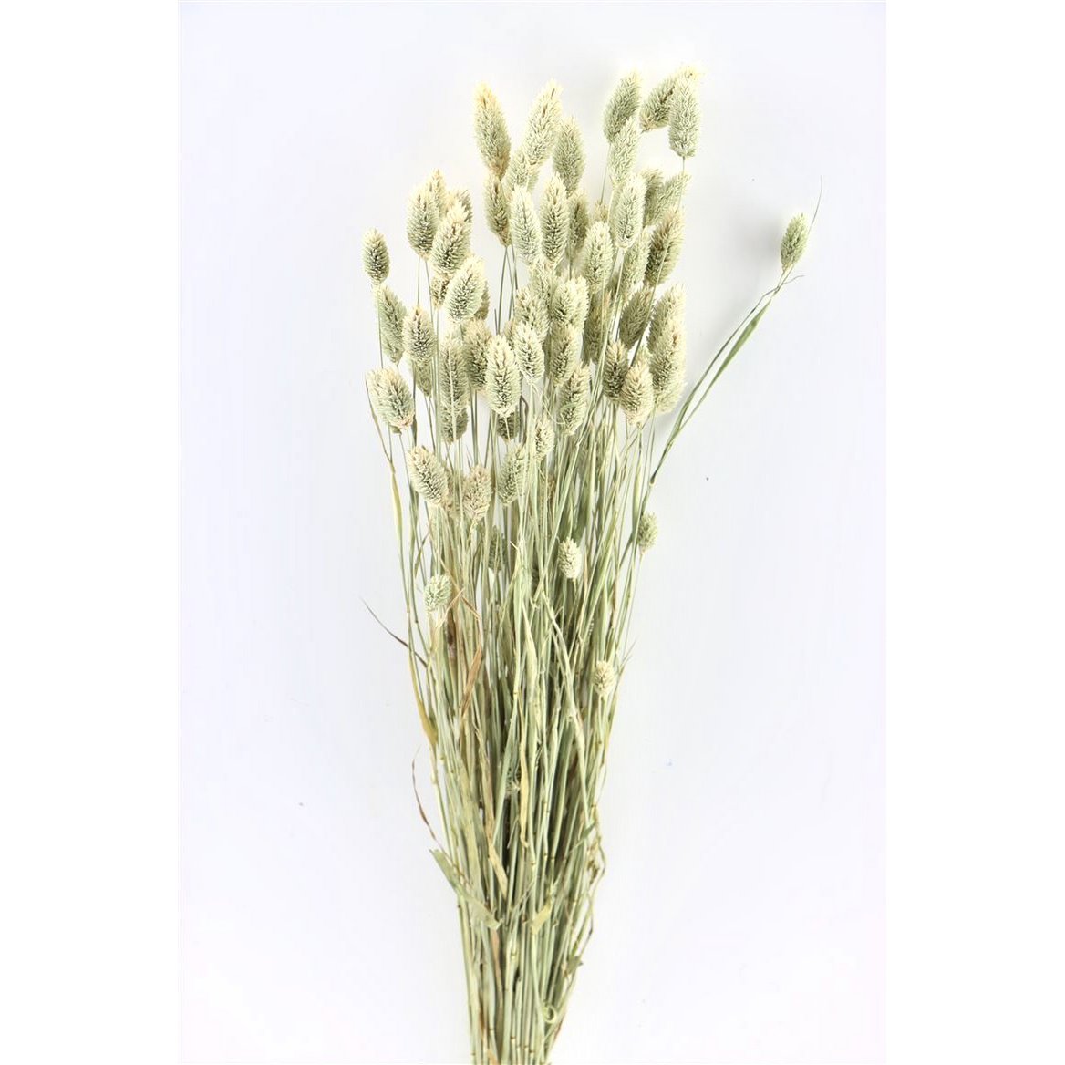 Trockenblumen - Phalaris - natur - 60 cm