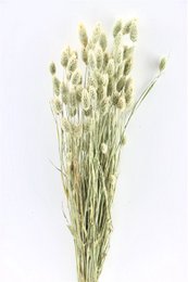 Trockenblumen - Phalaris - natur - 60 cm