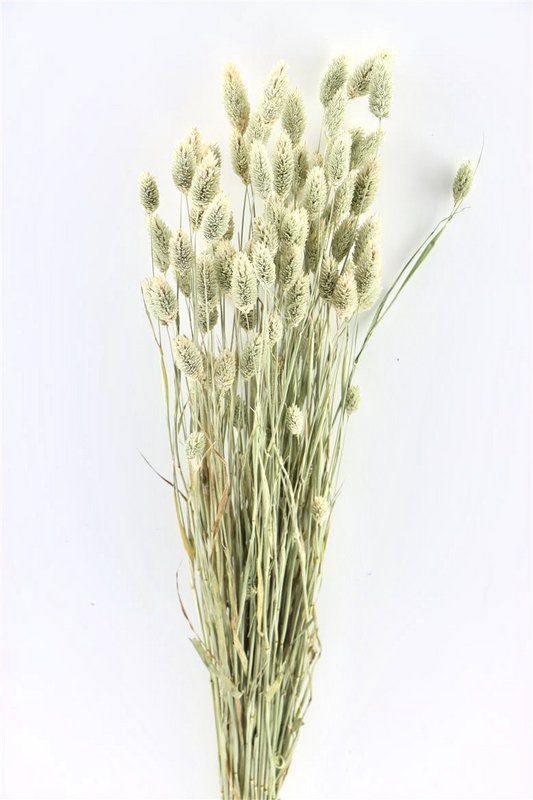Trockenblumen - Phalaris - natur - 60 cm