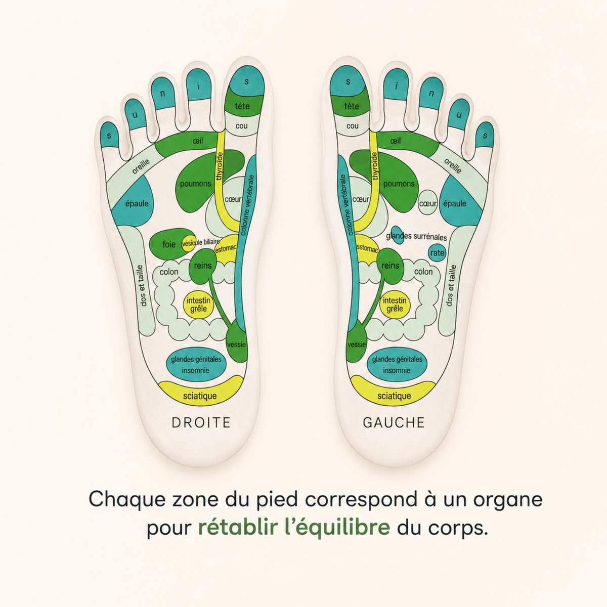 Chaussettes Réflexologie SPA Adoucissantes - Gel Hydratant aux Huiles de Jojoba et Olive, Vitamine E et Lavande - Redonne Douceur et Souplesse aux Pieds – Zone de Massage Réflexologie