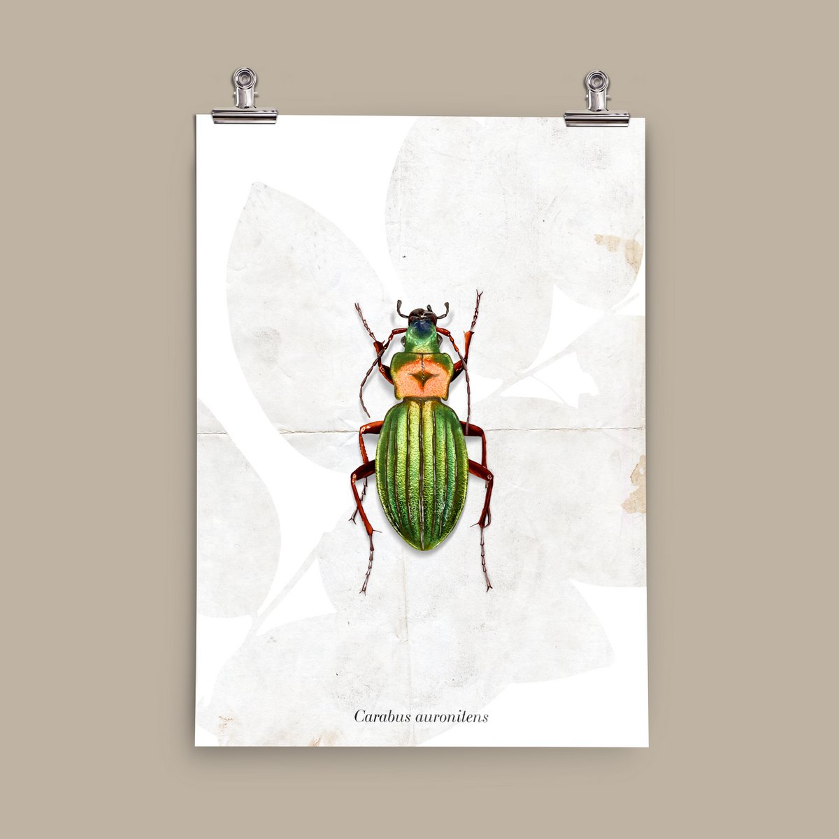 Poster - Grondkever