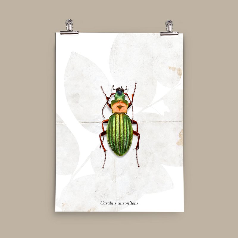 Poster - Grondkever