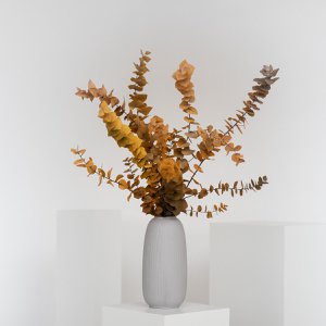 Eucalyptus Stuartiana