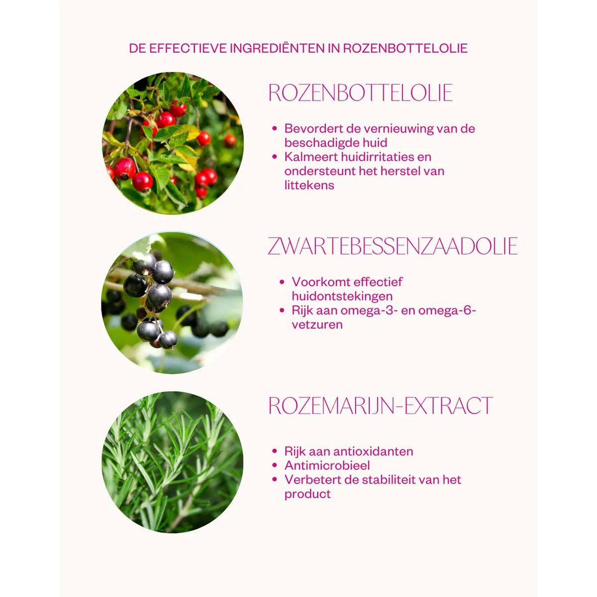 Rozenbottelolie - Intensive Treatment Oil