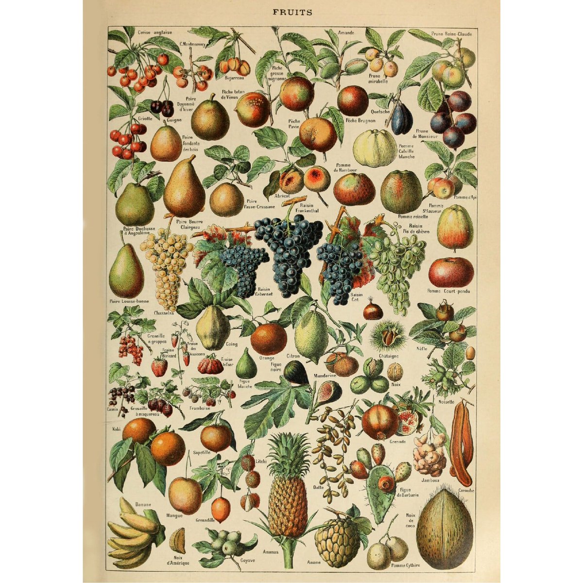 Plakat Vintage Fruit - Millot