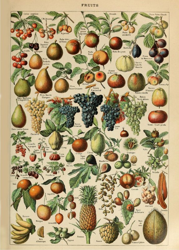 Plakat Vintage frugt - Millot