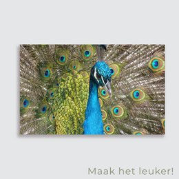 Haveplakat Peacock