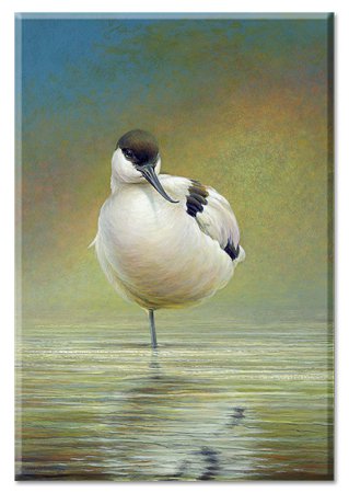 Køleskabsmagnet - Pied Avocet