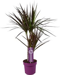 MEERgroothandel Planten