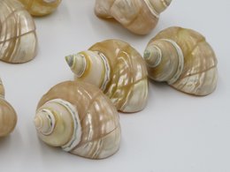 Natürliche Muschel - Talembu Ukir