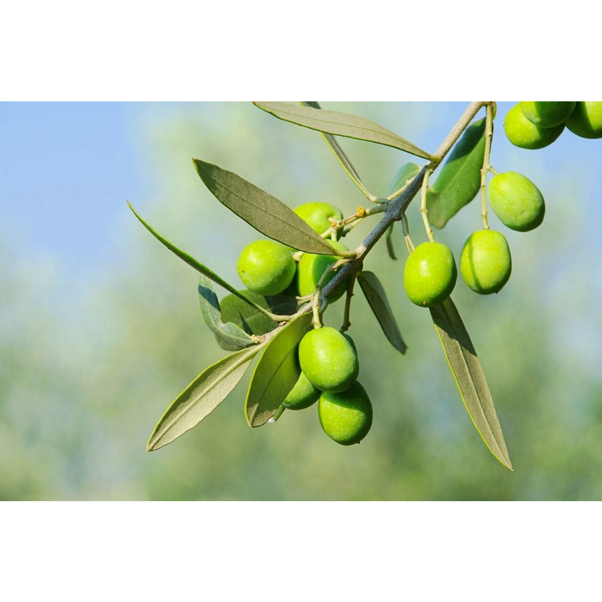 EVOO Premium Virgin Olivenolie 750 ml.