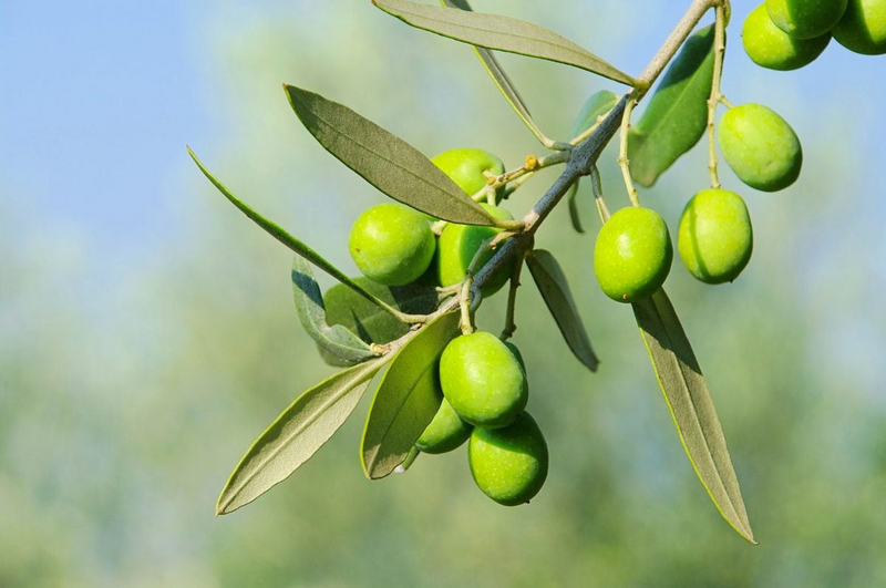EVOO Premium Olijfolie van eerste persing 750 ml.
