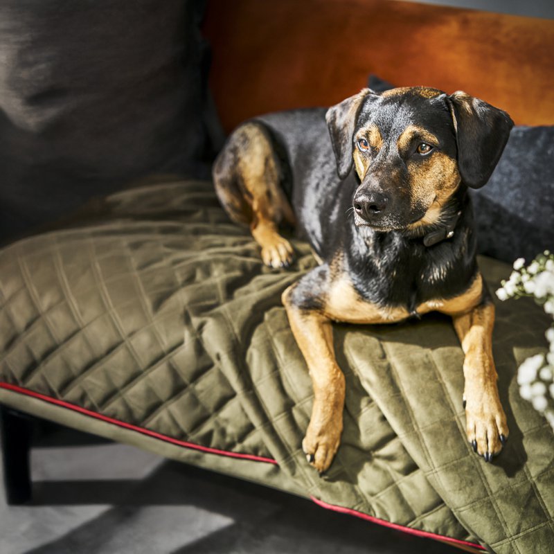 OXFORD fløjlstæppe til hunde