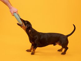 Mats Hundespielzeug - Ring