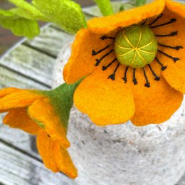 Fiore di papavero arancione