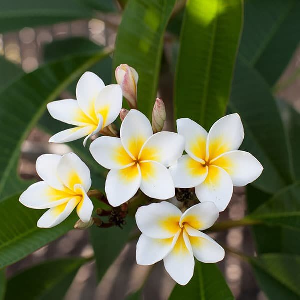 Olejek Frangipani Jojoba
