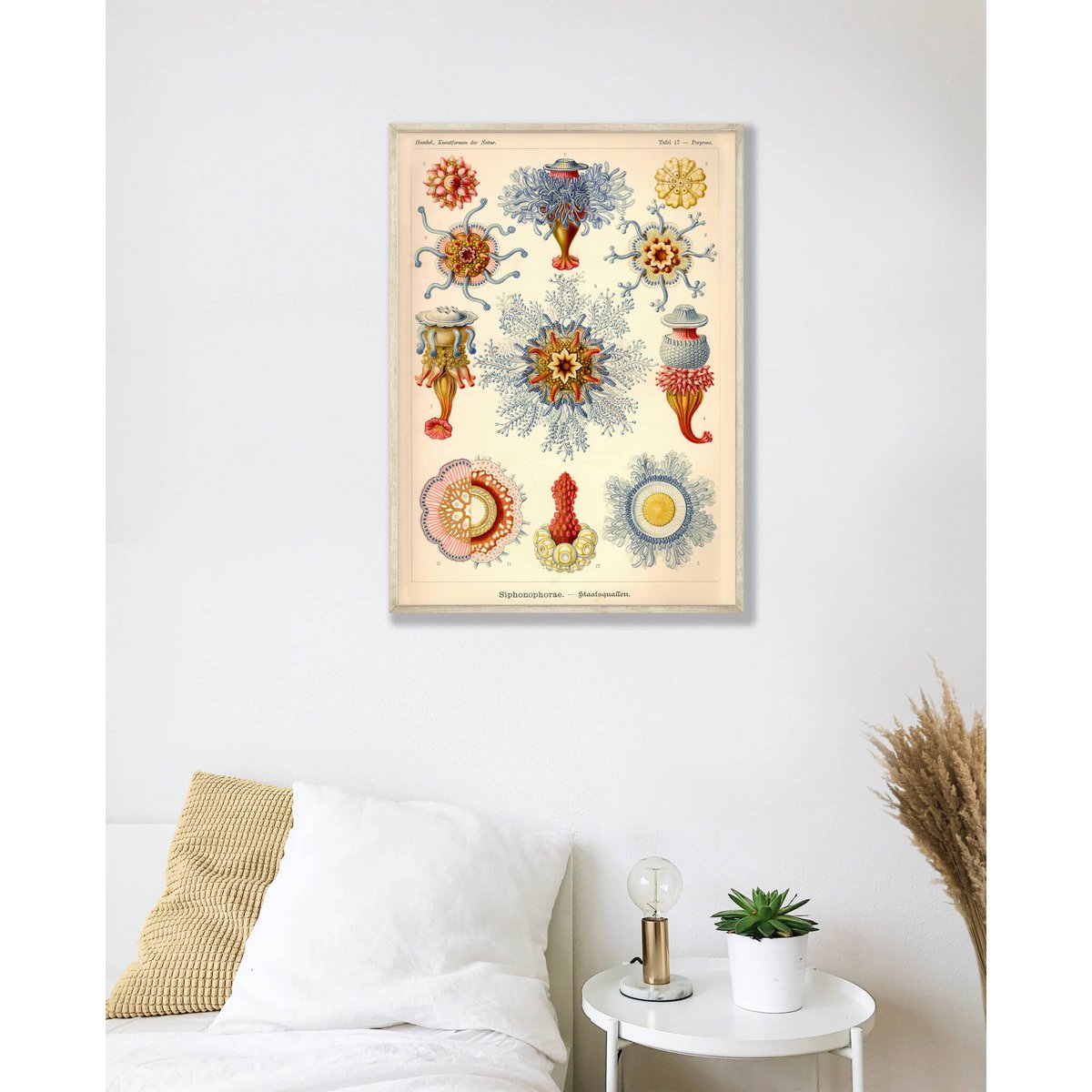 Poster Ernst Haeckel - Sifonoforo