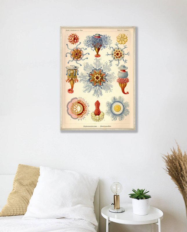 Poster Ernst Haeckel - Sifonoforo