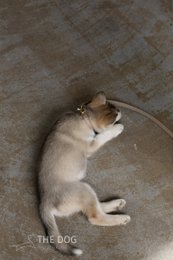 Hundesnor med messing finish - Klassisk - Sand / Taupe