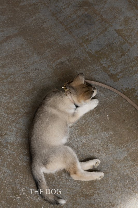 Hundesnor med messing finish - Klassisk - Sand / Taupe