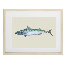 Framed wall art print featuring a detailed illustration of a mackerel fish in shades of blue and green.
