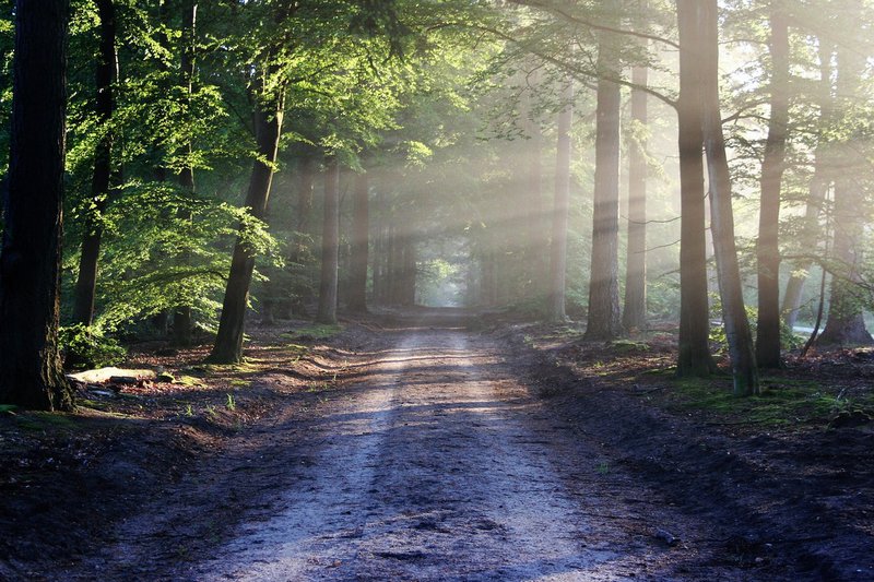 Aromaterapi lys "Waldzauber" -FORESTY-afslapning