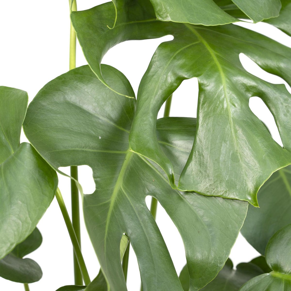 Monstera Deliciosa - Hole plant - Ø17cm - ↕55cm