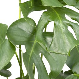 Monstera Deliciosa - Hole plant - Ø17cm - ↕55cm