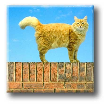 Kühlschrankmagnet, Katze an der Wand