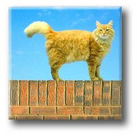 Fridge magnet, Cat on the wall