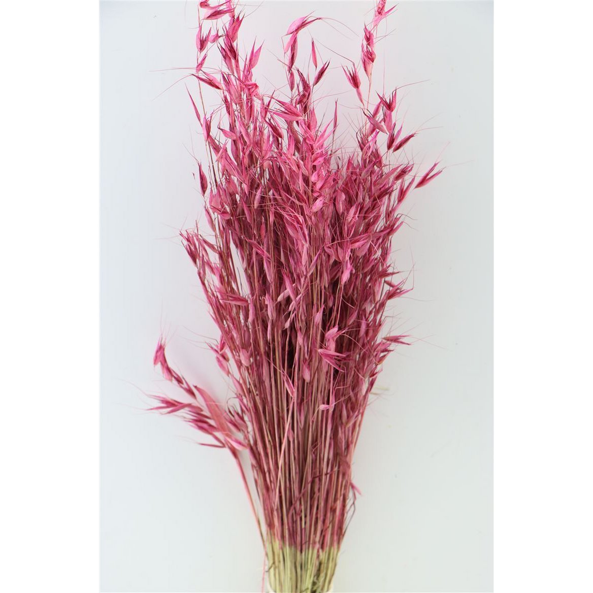 Avena - erba d'avena - ciliegia - fiori secchi