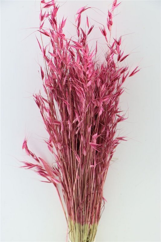 Avena - oat grass - cerise - dried flowers