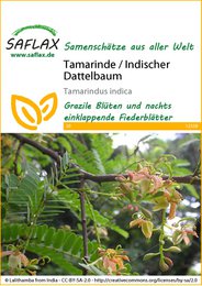 Tamarind / Indian date palm, seeds for growing a tropical tree with large green leaves and edible fruit.