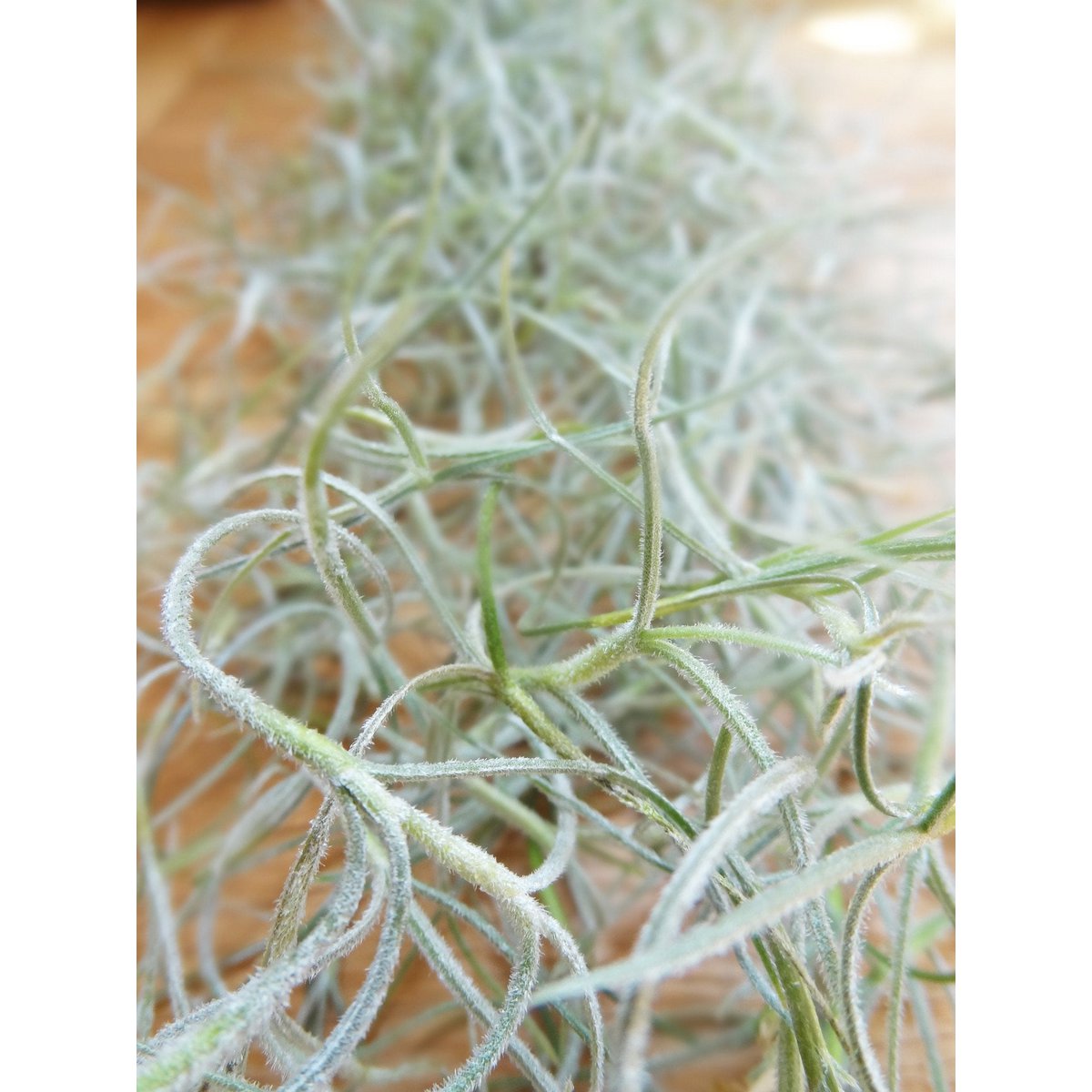 Tillandsia Usneoidus (hiszpański mech)