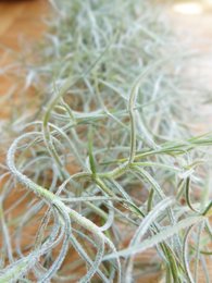 Soft, wispy green air plant with long, trailing tendrils. Ideal for hanging displays or terrariums.