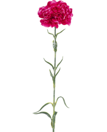 A large, vibrant pink carnation flower with lush, full petals on a long, green stem.