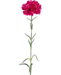 A large, vibrant pink carnation flower with lush, full petals on a long, green stem.