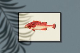 Snapper