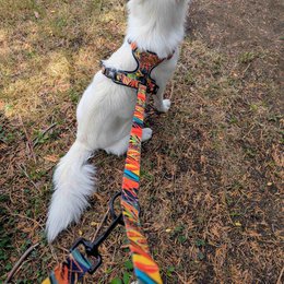 Tropical multi-position leash