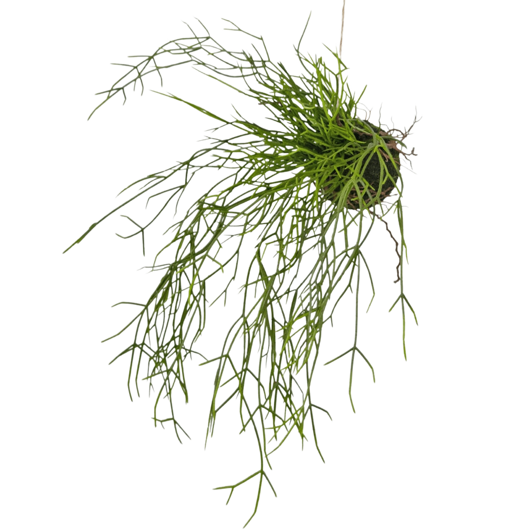 Artificial hanging plant Grass on ball 48 cm