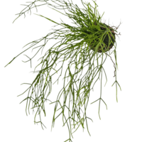 Artificial hanging plant Grass on ball 48 cm