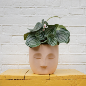 Unique Handcrafted Ceramic Face Planters Natural Clay And Glazes - Patty Plant Pot Coral