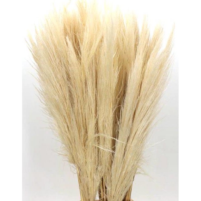 Cortaderia pampas grass, dried, approx. 115cm, bleached white